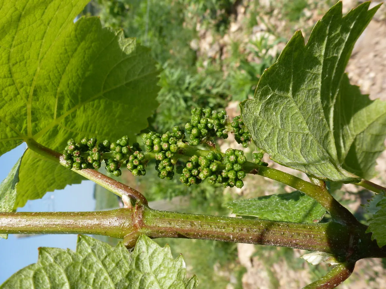 Coteaux du Giennois